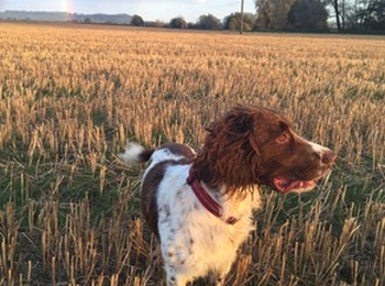 Pet Policy for Landlords and Tenants